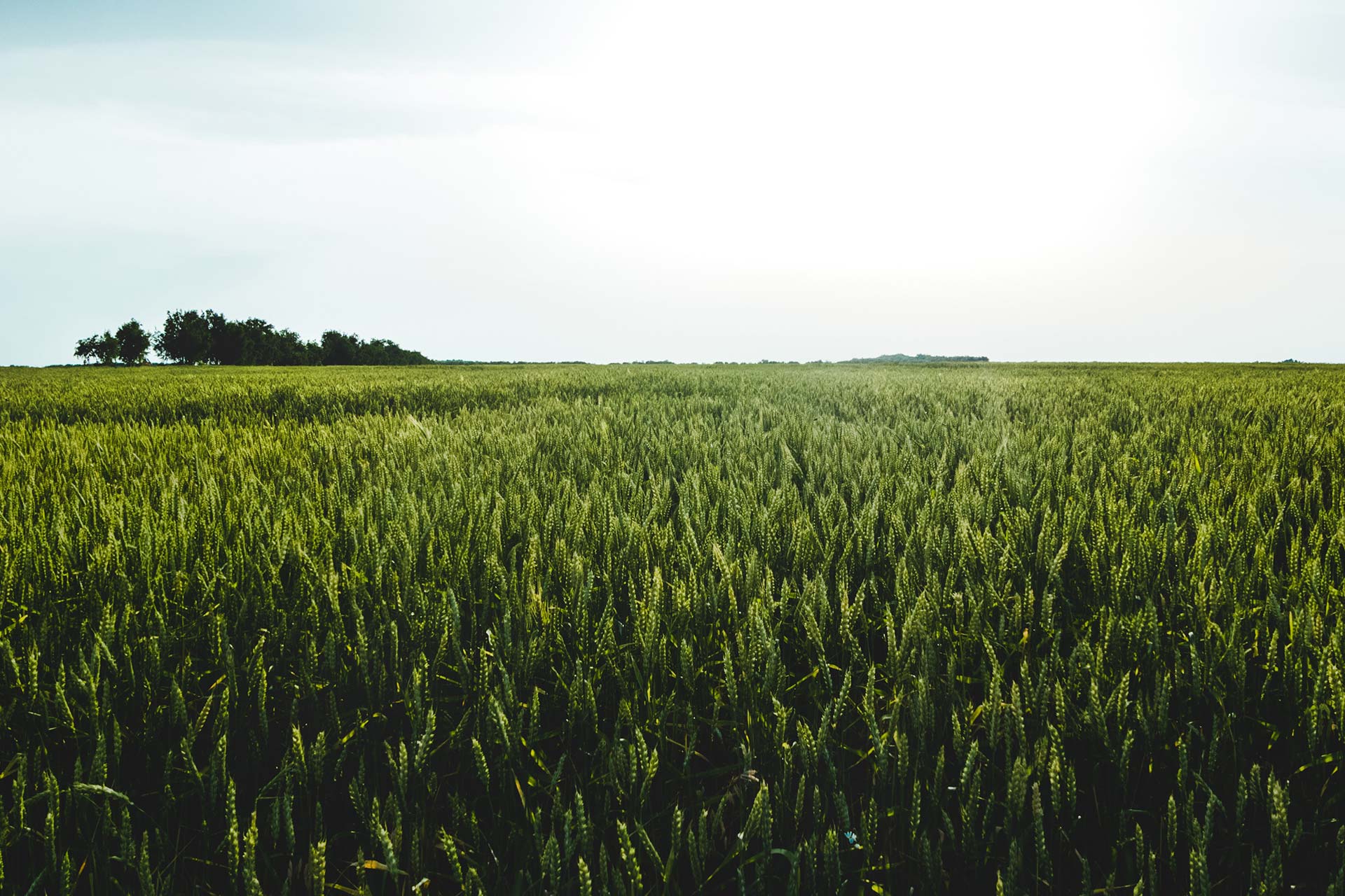 Etica ambientale possibilità di sviluppo